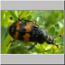 Necrophorus sp - Totengraeber 01.jpg